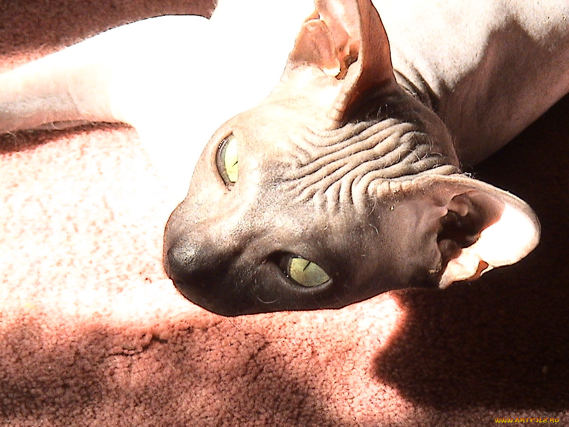 my, kitty, , 